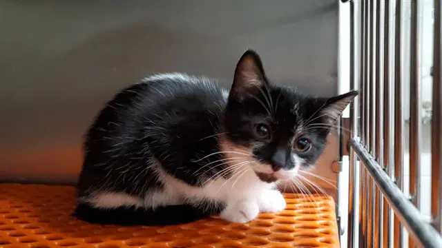 Crusader - Domestic Short Hair