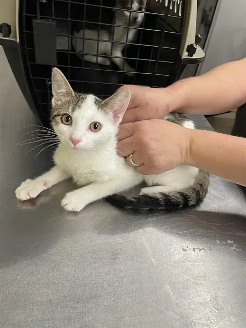 Cream - Domestic Short Hair