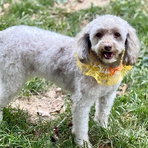 Tootsie, an adoptable Poodle in Cranford, NJ