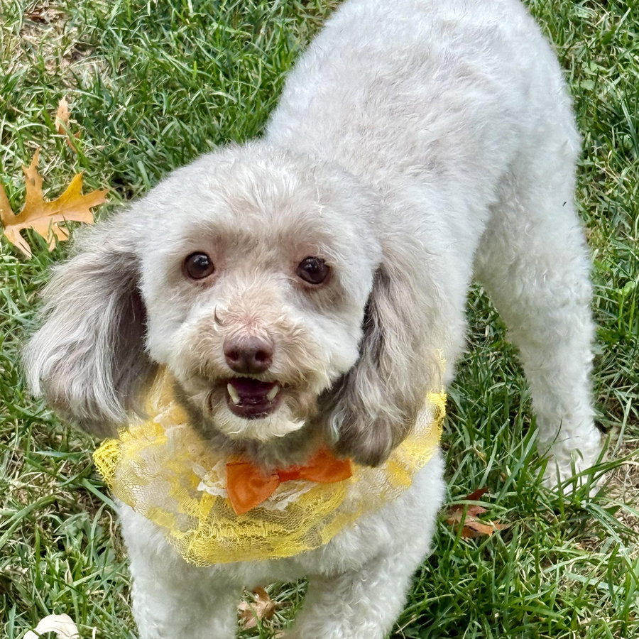 Tootsie