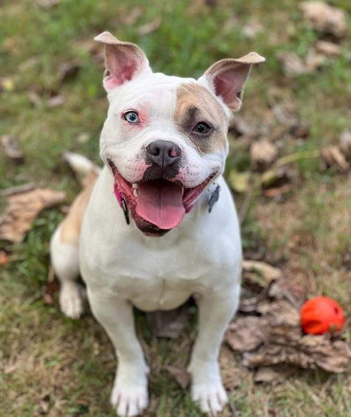 Lovebug, an adoptable American Bulldog in Cranford, NJ