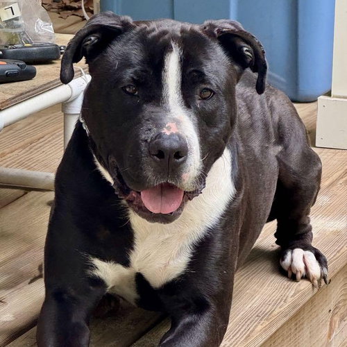 Carter, an adoptable American Staffordshire Terrier in Cranford, NJ