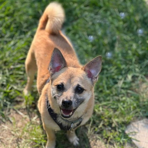 Maximus, an adoptable Chihuahua in Cranford, NJ