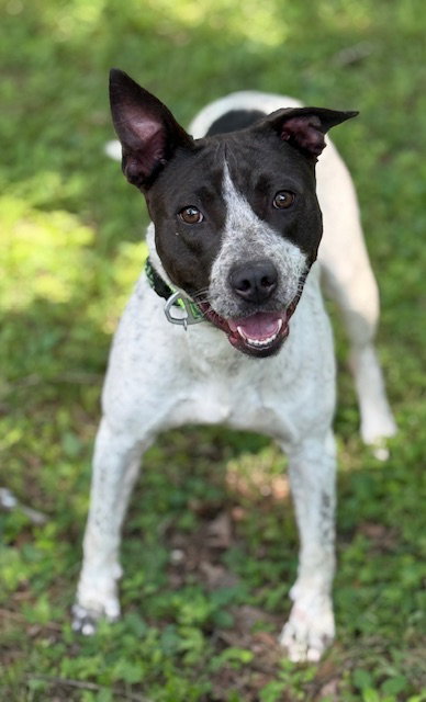 Harlem, an adoptable American Staffordshire Terrier in Cranford, NJ