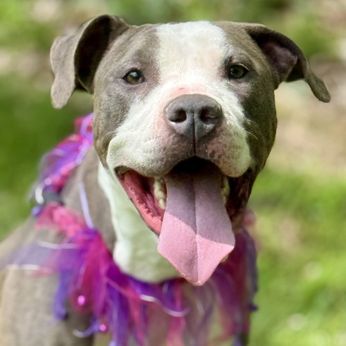 Leia, an adoptable Pit Bull Terrier in Cranford, NJ