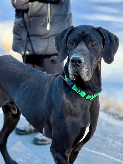 Gus, an adoptable Great Dane in Cranford, NJ