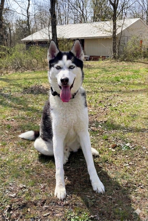 Ghost, an adoptable Husky in Cranford, NJ