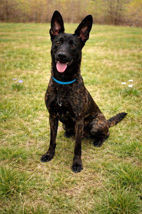 Cassie, an adoptable Dutch Shepherd in Cranford, NJ