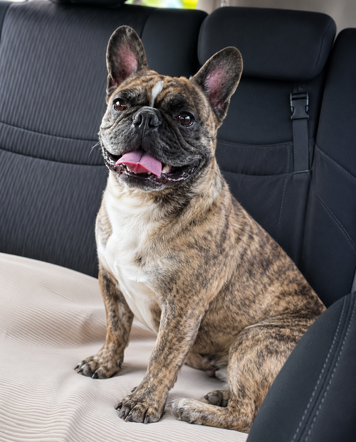 Percy, an adoptable French Bulldog in Cranford, NJ
