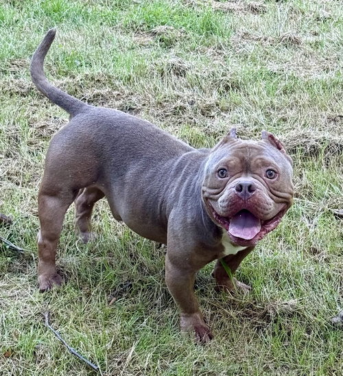 Photo 2 of Porkchop