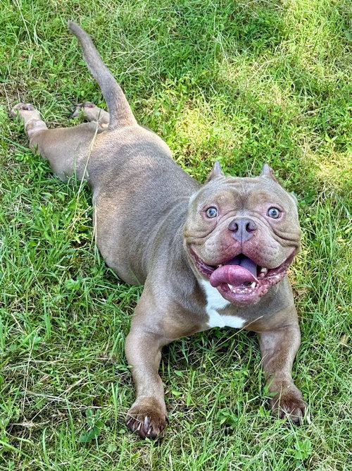 Photo 4 of Porkchop