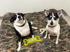 adoptable Dog in  named Pepper