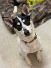 adoptable Dog in  named Princess