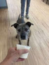 adoptable Dog in  named Nigel