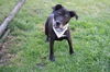 adoptable Dog in  named Mario