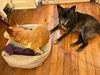 adoptable Dog in  named Daisey Mae