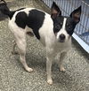 adoptable Dog in , NH named Elvis