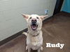 adoptable Dog in  named Rudy