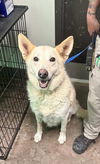 adoptable Dog in  named Pasja
