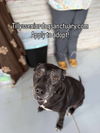 adoptable Dog in  named Mae