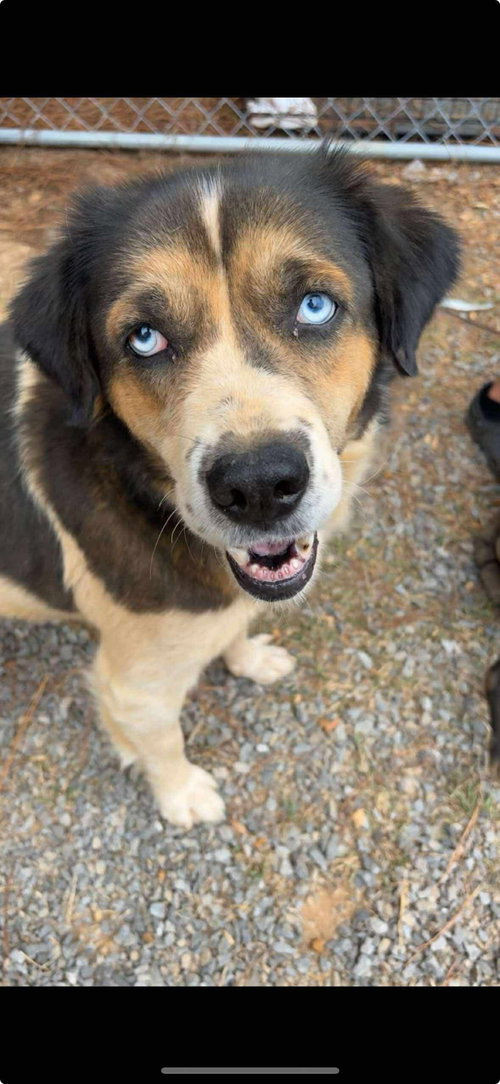 picture of the dog needing adoption