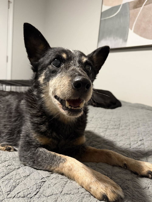 picture of the dog needing adoption