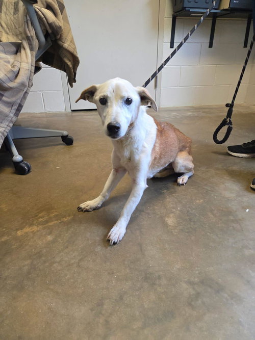 picture of the dog needing adoption