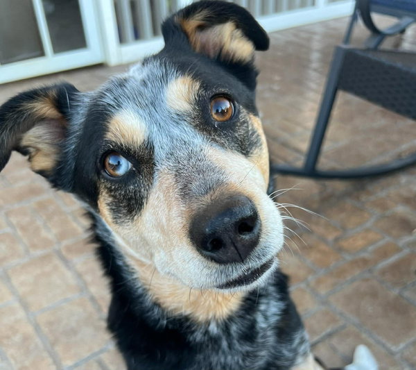 Sadie