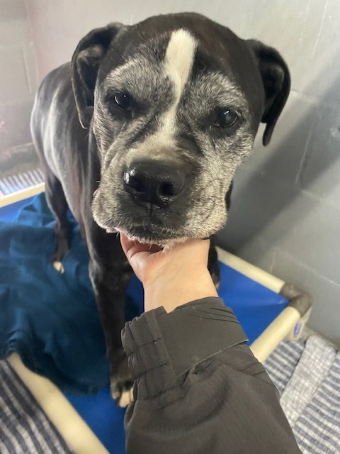 Ziggy, an adoptable Boxer in Stratham, NH