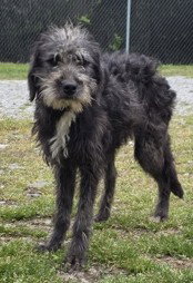 Crissi, an adoptable Terrier in Stratham, NH