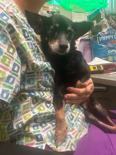 Hyde - Chihuahua