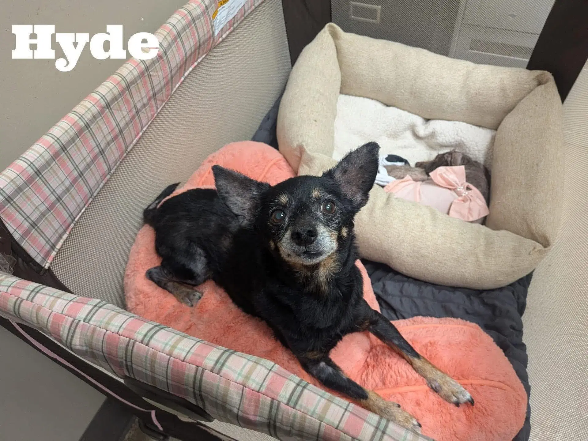 Hyde image 2