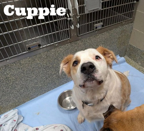 Cuppie