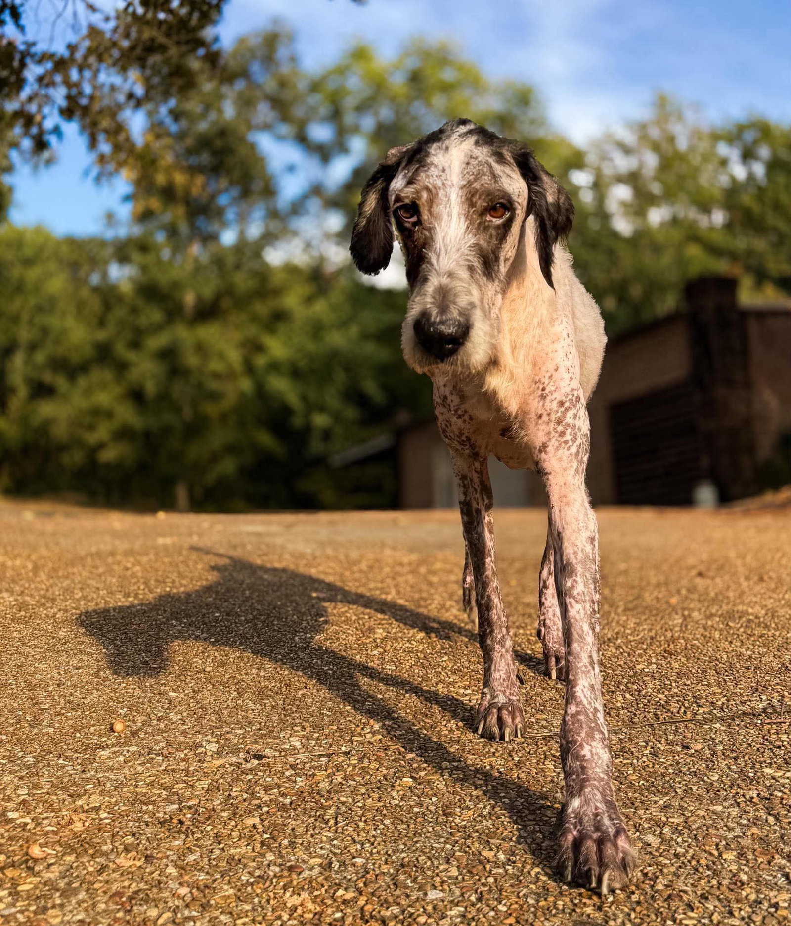 Lynard, Poodle (Standard)