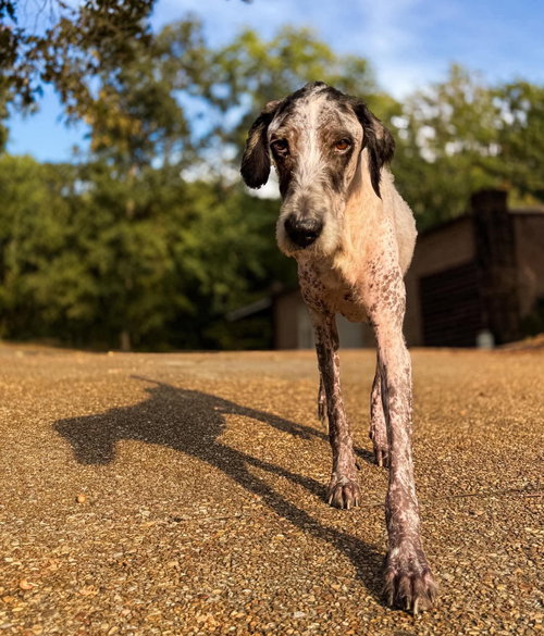 Lynard, a dog for adoption from Tilly's Senior Dog Sanctuary Inc