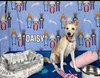 Daisy