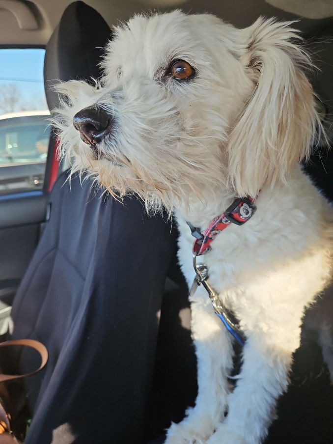 adoptable Dog in Virginia Beach, VA named Fenway