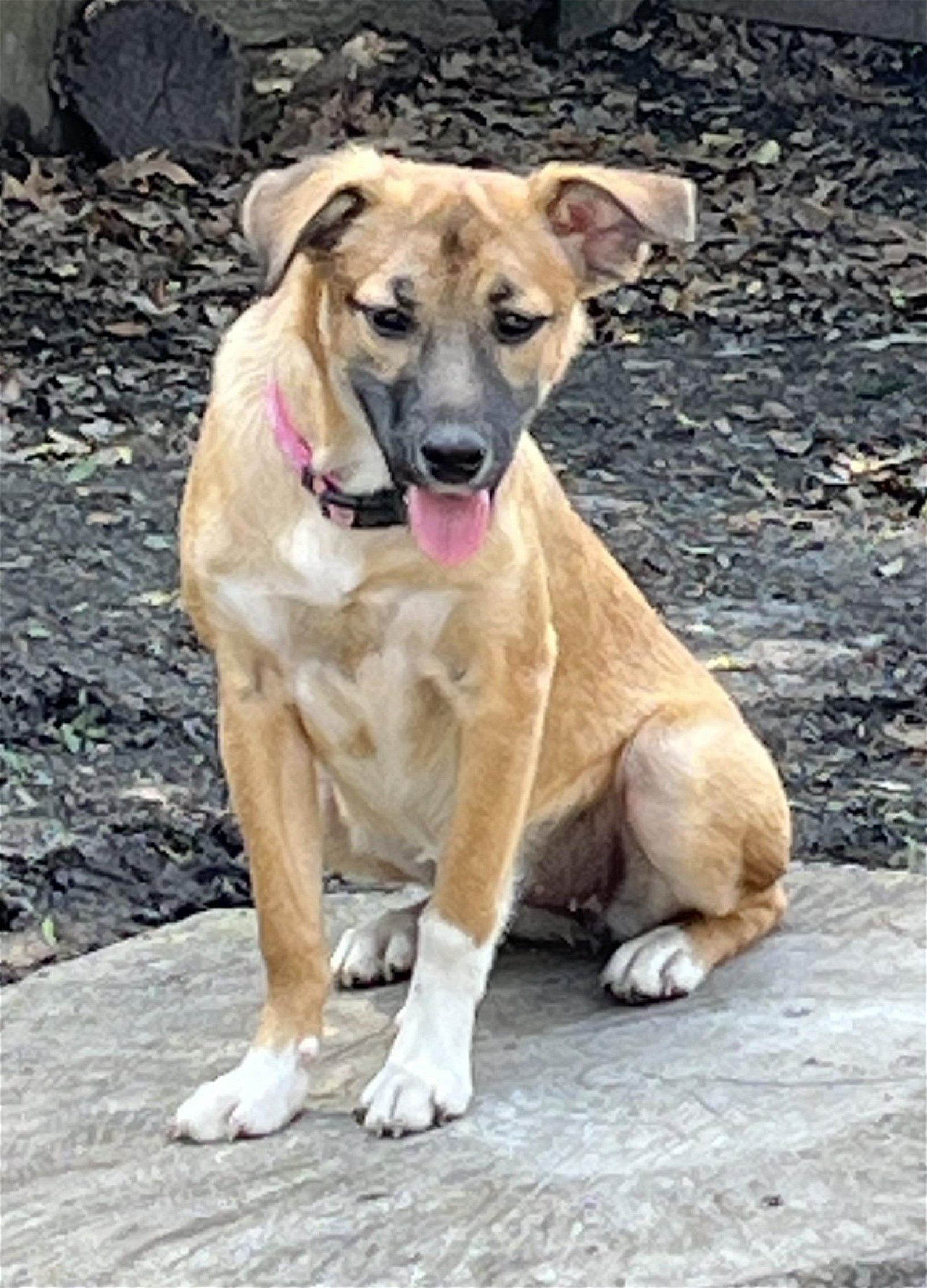 adoptable Dog in Virginia Beach, VA named Bella