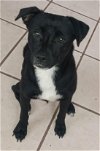 adoptable Dog in , VA named Kamila