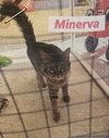 Minerva (cat)