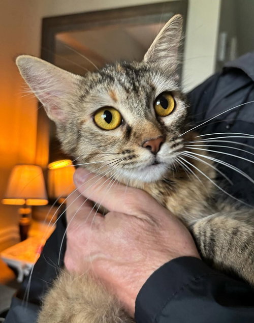 Minerva (cat)