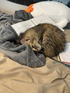 Minerva (cat)