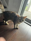 Minerva (cat)
