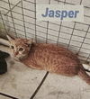 Jasper (cat)