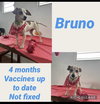 Bruno