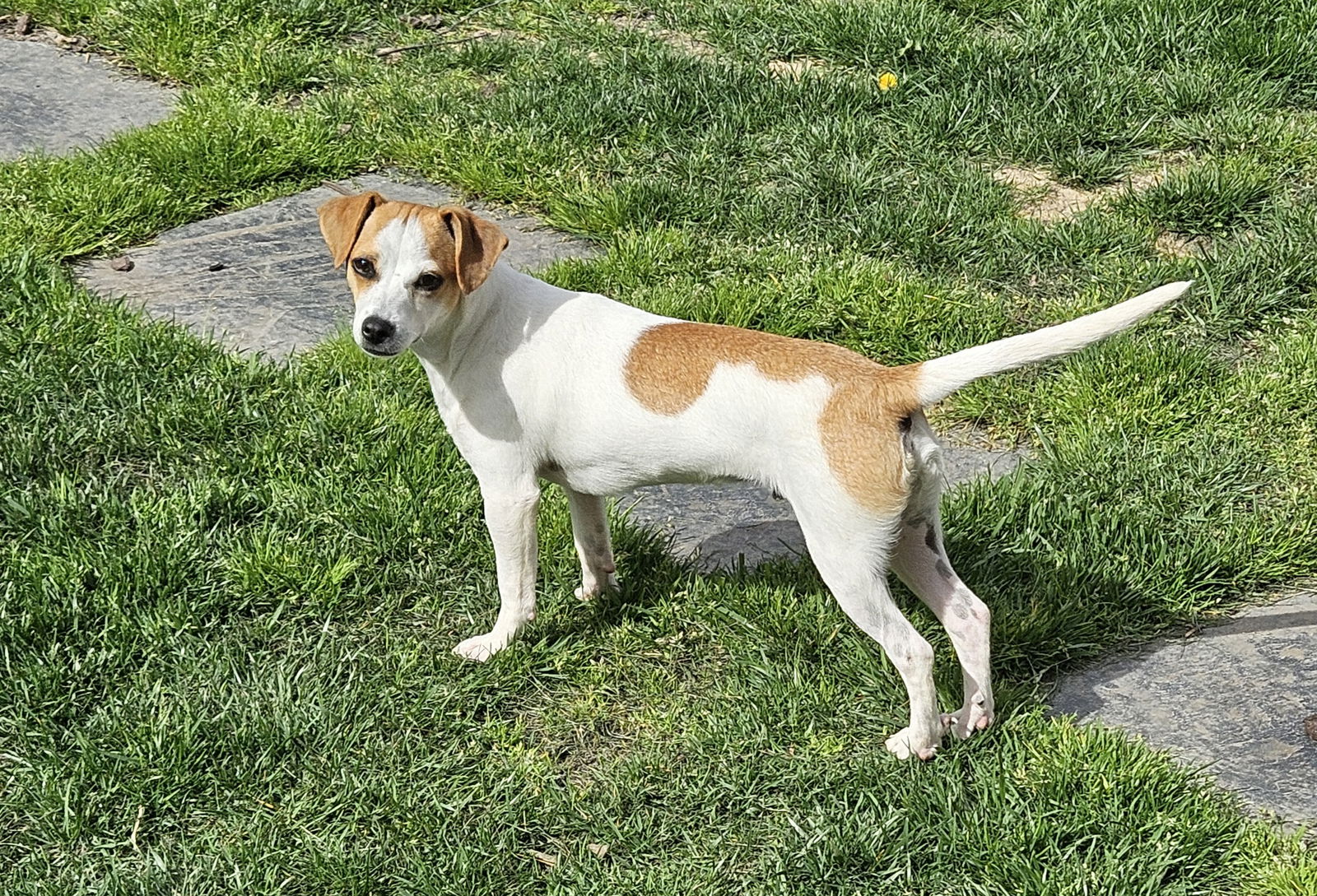 Dog for Adoption - Bruno, a Jack Russell Terrier in Perquimans County ...