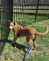 adoptable Dog in , VA named Jacob