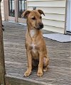 adoptable Dog in virginia beach, VA named Sadie