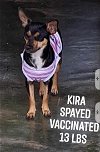 adoptable Dog in , VA named Kira