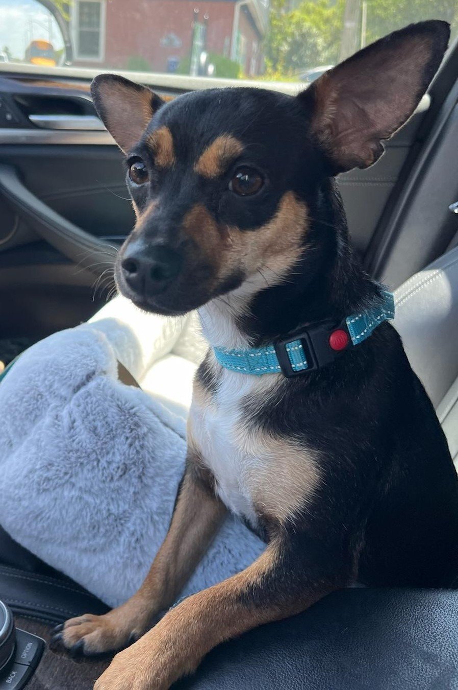 adoptable Dog in Virginia Beach, VA named Kira